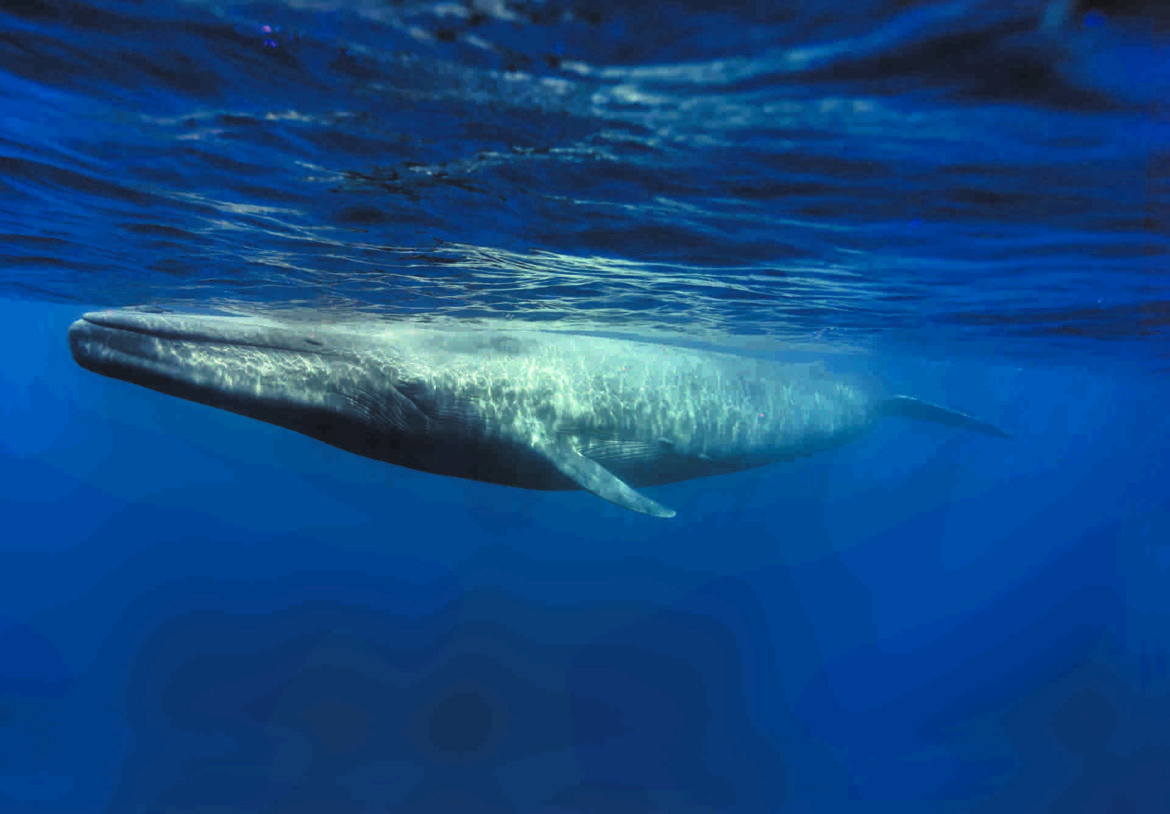 LES BALEINES LES BALEINES