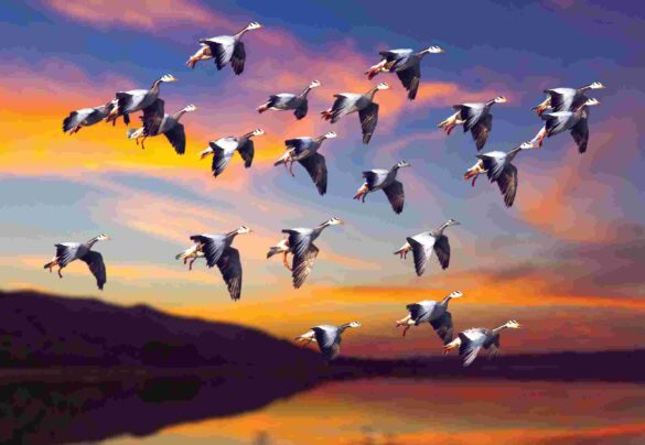 LE CRYPTOCHROME : LA BOUSSOLE DES ANIMAUX