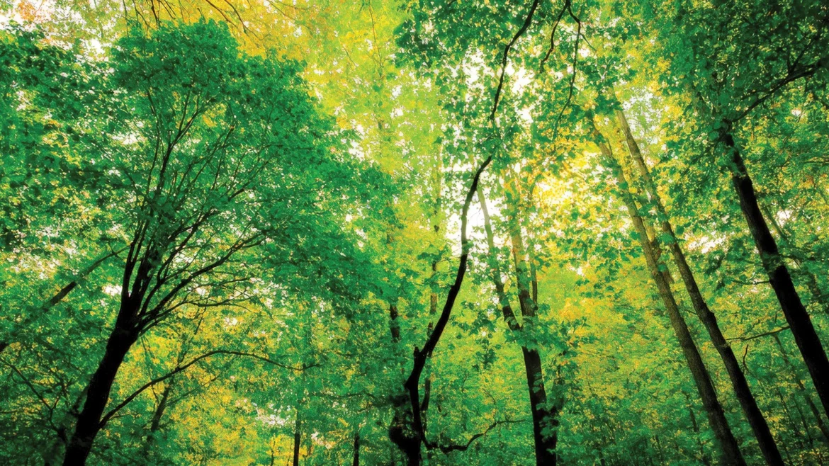 LES PLANTES CAPTENT LA LUMIÈRE ET LA COULEUR VERTE