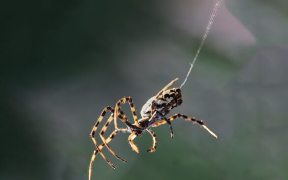 EST-CE UNE ARAIGNÉE SUR UN BALLON ?